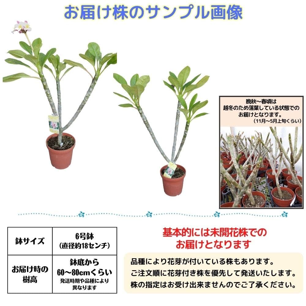 Amazon.co.jp: ＼安心の越冬株／ 特別セレクト プルメリア